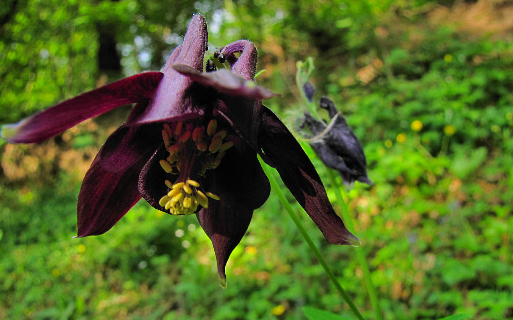 Aquilegia vulgaris?